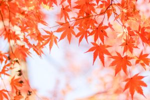 水沢もみじ谷。紅葉、11月秋、三重県四日市市の観光・撮影スポットの画像と写真