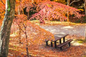 水沢もみじ谷。紅葉、11月秋、三重県四日市市の観光・撮影スポットの画像と写真