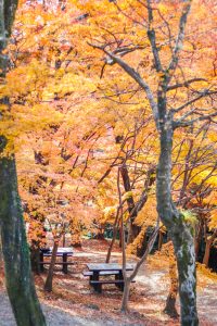 水沢もみじ谷。紅葉、11月秋、三重県四日市市の観光・撮影スポットの画像と写真