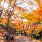 水沢もみじ谷。紅葉、11月秋、三重県四日市市の観光・撮影スポットの画像と写真