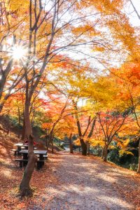 水沢もみじ谷。紅葉、11月秋、三重県四日市市の観光・撮影スポットの画像と写真