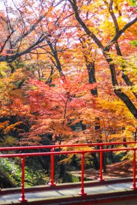 水沢もみじ谷。紅葉、11月秋、三重県四日市市の観光・撮影スポットの画像と写真