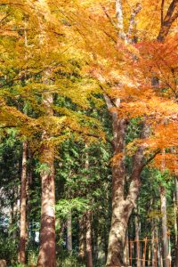 水沢もみじ谷。紅葉、11月秋、三重県四日市市の観光・撮影スポッ水沢もみじ谷。紅葉、11月秋、三重県四日市市の観光・撮影スポットの画像と写真