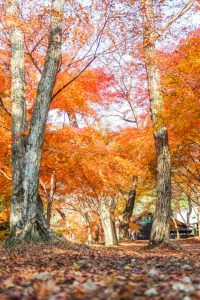 水沢もみじ谷。紅葉、11月秋、三重県四日市市の観光・撮影スポットの画像と写真
