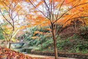 水沢もみじ谷。紅葉、11月秋、三重県四日市市の観光・撮影スポットの画像と写真