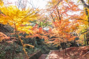 水沢もみじ谷。紅葉、11月秋、三重県四日市市の観光・撮影スポットの画像と写真