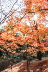水沢もみじ谷。紅葉、11月秋、三重県四日市市の観光・撮影スポットの画像と写真