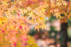 水沢もみじ谷。紅葉、11月秋、三重県四日市市の観光・撮影スポットの画像と写真