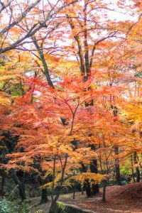 水沢もみじ谷。紅葉、11月秋、三重県四日市市の観光・撮影スポットの画像と写真