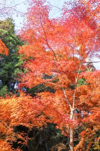 水沢もみじ谷。紅葉、11月秋、三重県四日市市の観光・撮影スポットの画像と写真