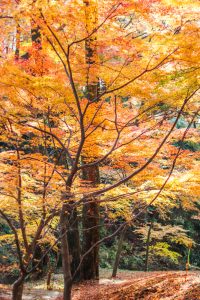 水沢もみじ谷。紅葉、11月秋、三重県四日市市の観光・撮影スポットの画像と写真