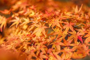 水沢もみじ谷。紅葉、11月秋、三重県四日市市の観光・撮影スポットの画像と写真
