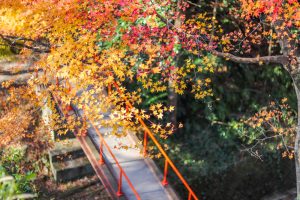 水沢もみじ谷。紅葉、11月秋、三重県四日市市の観光・撮影スポットの画像と写真