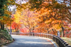水沢もみじ谷。紅葉、11月秋、三重県四日市市の観光・撮影スポットの画像と写真