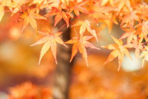 水沢もみじ谷。紅葉、11月秋、三重県四日市市の観光・撮影スポットの画像と写真