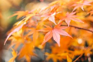 水沢もみじ谷。紅葉、11月秋、三重県四日市市の観光・撮影スポットの画像と写真