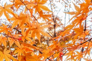 水沢もみじ谷。紅葉、11月秋、三重県四日市市の観光・撮影スポットの画像と写真