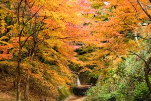水沢もみじ谷。紅葉、11月秋、三重県四日市市の観光・撮影スポットの画像と写真