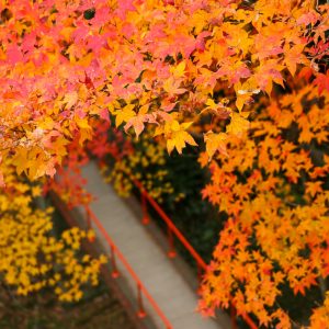 水沢もみじ谷。紅葉、11月秋、三重県四日市市の観光・撮影スポットの画像と写真