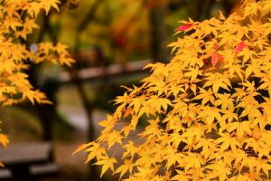 水沢もみじ谷。紅葉、11月秋、三重県四日市市の観光・撮影スポットの画像と写真