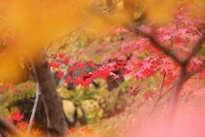 水沢もみじ谷。紅葉、11月秋、三重県四日市市の観光・撮影スポットの画像と写真