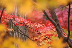 水沢もみじ谷。紅葉、11月秋、三重県四日市市の観光・撮影スポットの画像と写真ポットの画像と写真