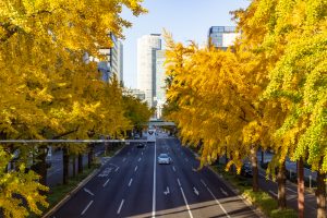 交差点日銀前の歩道橋、銀杏、黄葉、11月秋名古屋市中区の観光・撮影スポットの画像と写真