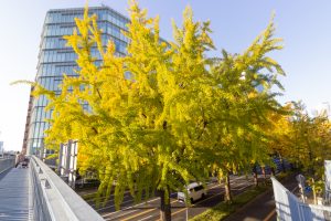 交差点日銀前の歩道橋、銀杏、黄葉、11月秋名古屋市中区の観光・撮影スポットの画像と写真