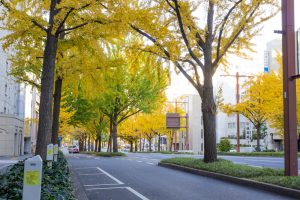 交差点日銀前の歩道橋、銀杏、黄葉、11月秋名古屋市中区の観光・撮影スポットの画像と写真