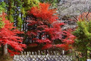 小原稲荷・松月寺、四季桜、紅葉、11月秋、愛知県豊田市の観光・撮影スポットの画像と写真