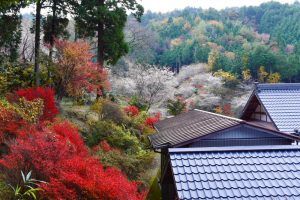 小原稲荷・松月寺、四季桜、紅葉、11月秋、愛知県豊田市の観光・撮影スポットの画像と写真