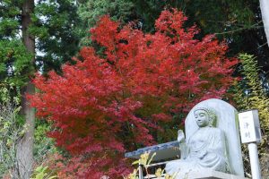 小原稲荷・松月寺、四季桜、紅葉、11月秋、愛知県豊田市の観光・撮影スポットの画像と写真