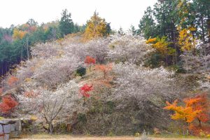 小原稲荷・松月寺、四季桜、紅葉、11月秋、愛知県豊田市の観光・撮影スポットの画像と写真