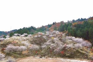 小原稲荷・松月寺、四季桜、紅葉、11月秋、愛知県豊田市の観光・撮影スポットの画像と写真