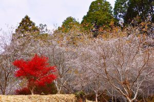 小原稲荷・松月寺、四季桜、紅葉、11月秋、愛知県豊田市の観光・撮影スポットの画像と写真