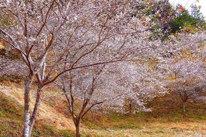 小原稲荷・松月寺、四季桜、紅葉、11月秋、愛知県豊田市の観光・撮影スポットの画像と写真