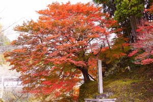 小原稲荷・松月寺、四季桜、紅葉、11月秋、愛知県豊田市の観光・撮影スポットの画像と写真