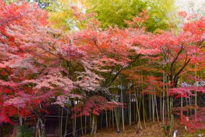 小原稲荷・松月寺、四季桜、紅葉、11月秋、愛知県豊田市の観光・撮影スポットの画像と写真