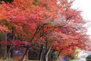 小原稲荷・松月寺、四季桜、紅葉、11月秋、愛知県豊田市の観光・撮影スポットの画像と写真