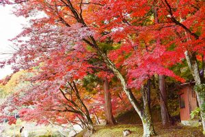 小原稲荷・松月寺、四季桜、紅葉、11月秋、愛知県豊田市の観光・撮影スポットの画像と写真