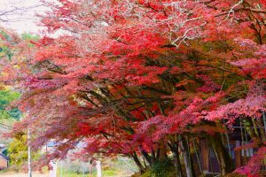 小原稲荷・松月寺、四季桜、紅葉、11月秋、愛知県豊田市の観光・撮影スポットの画像と写真