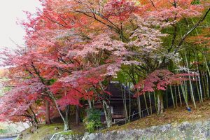小原稲荷・松月寺、四季桜、紅葉、11月秋、愛知県豊田市の観光・撮影スポットの画像と写真