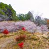 小原稲荷・松月寺、四季桜、紅葉、11月秋、愛知県豊田市の観光・撮影スポットの画像と写真