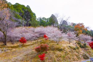 小原稲荷・松月寺、四季桜、紅葉、11月秋、愛知県豊田市の観光・撮影スポットの画像と写真