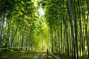 於大公園、竹林、11月秋、愛知県知多郡の観光・撮影スポットの画像と写真