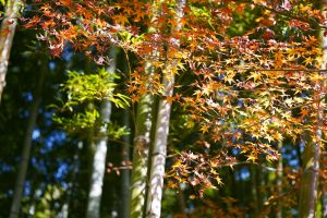 於大公園、紅葉、11月秋、愛知県知多郡の観光・撮影スポットの画像と写真
