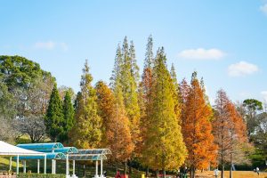 於大公園、メタセコイア、ラクウショウ、紅葉、11月秋、愛知県知多郡の観光・撮影スポットの画像と写真