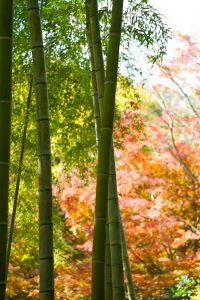 於大公園、竹林、11月秋、愛知県知多郡の観光・撮影スポットの画像と写真
