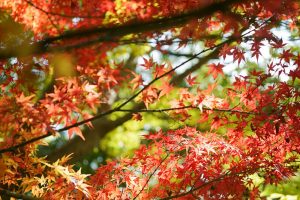 於大公園、紅葉、11月秋、愛知県知多郡の観光・撮影スポットの画像と写真