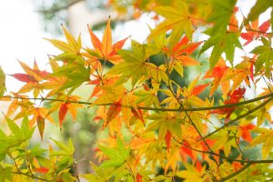 於大公園、紅葉、11月秋、愛知県知多郡の観光・撮影スポットの画像と写真